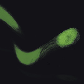 Prodotti HTC - Agenzia: E-motion <br/><em>Pubblicato il  08 di agosto, 2015